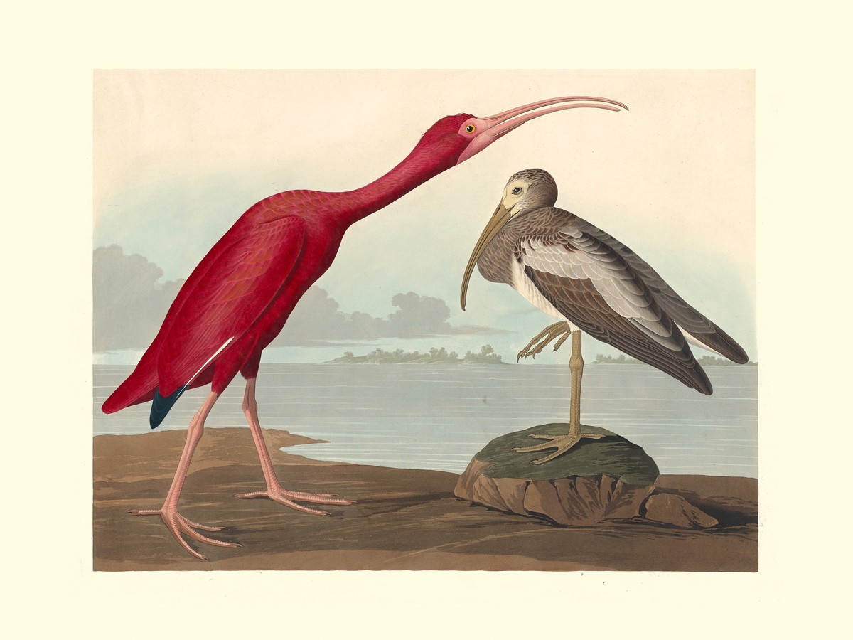 IBIS