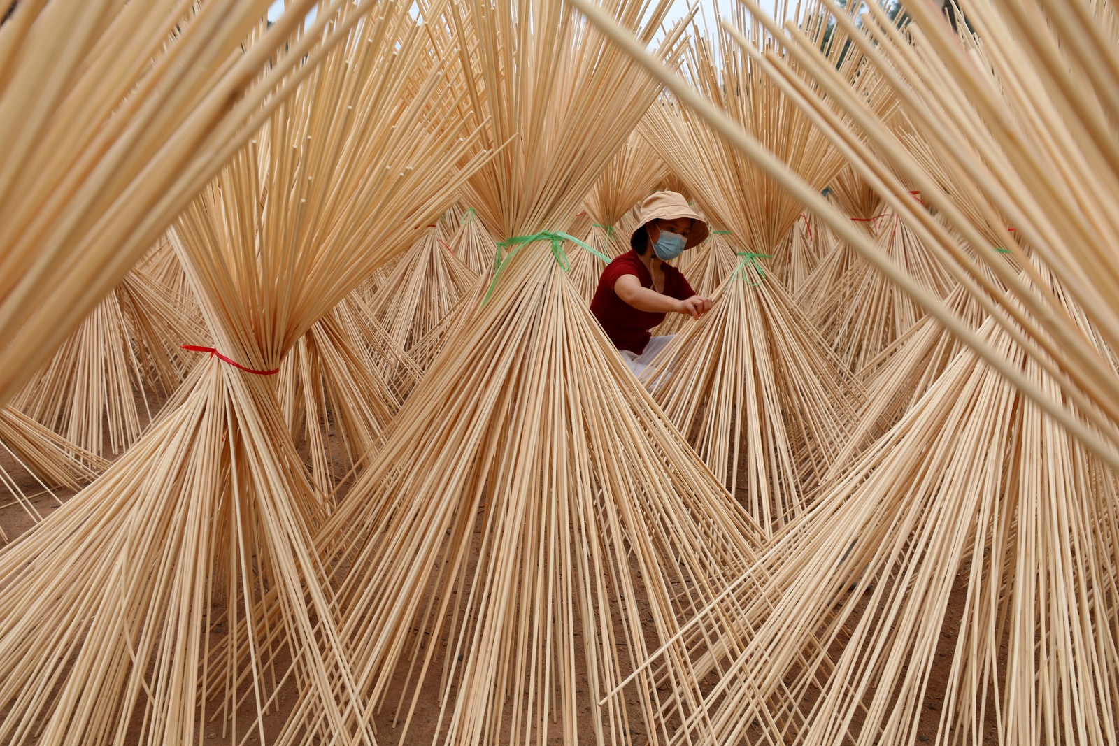 A person works among many bundles of bamboo sticks that are stood up to dry.