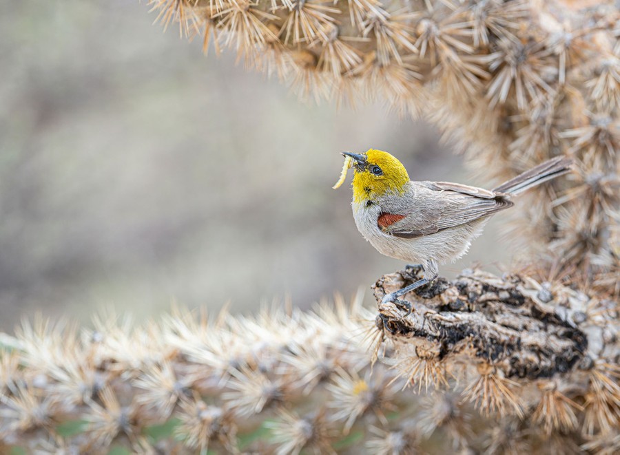 A small bird holds an insect in its beak while perching on a cactus.