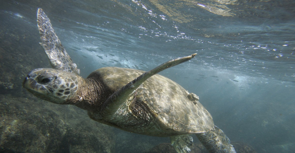 President Obama Quadruples Papahānaumokuākea Marine National Monument ...