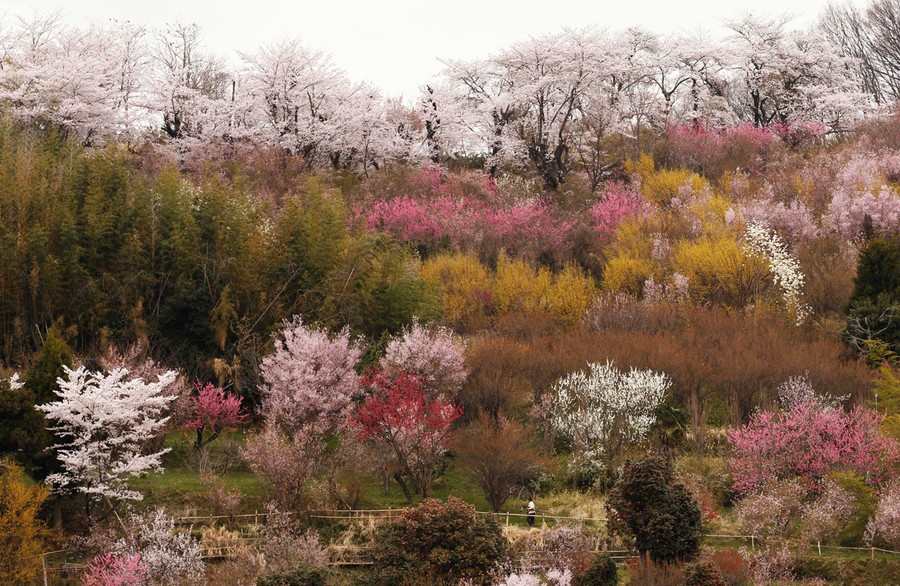 Japan Earthquake: Two Months Later - The Atlantic