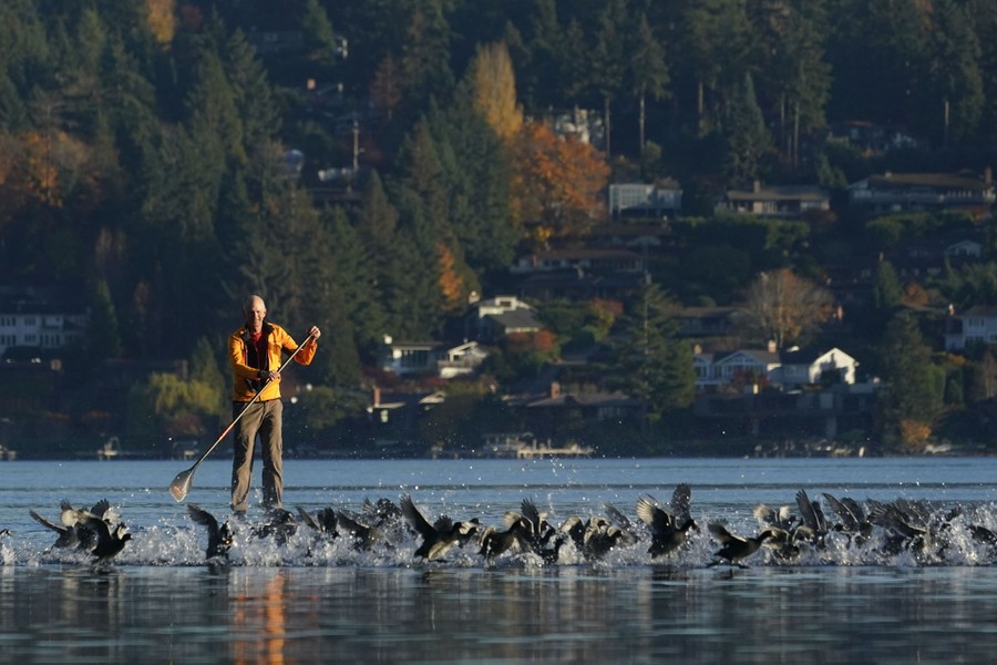 A paddleboarder on a lake prompts a flock of birds to take off