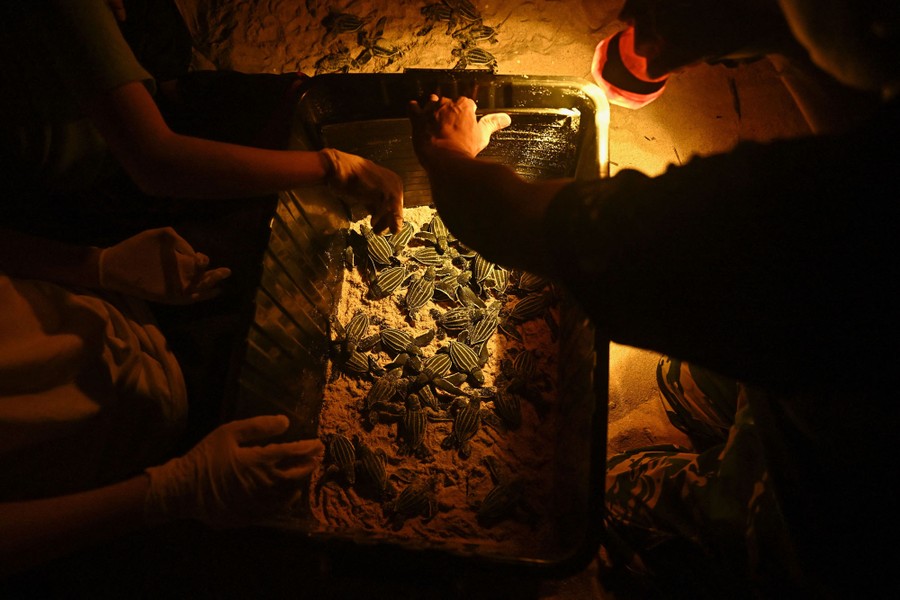 People gather turtle hatchlings inside a crate before releasing them.