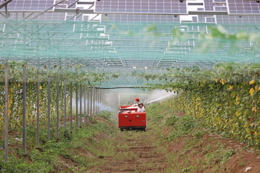 Two workers in a small red vehicle spray climbing plants beneath an array of solar panels.