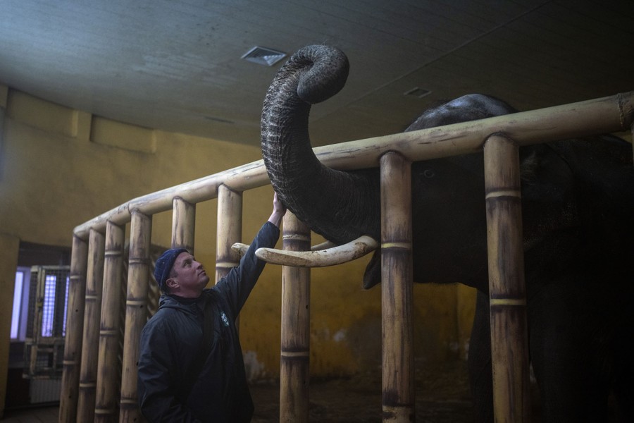 A man reaches up and caresses the trunk of an elephant inside an indoor enclosure at a zoo.