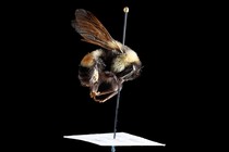 A bee stuck with a pin
