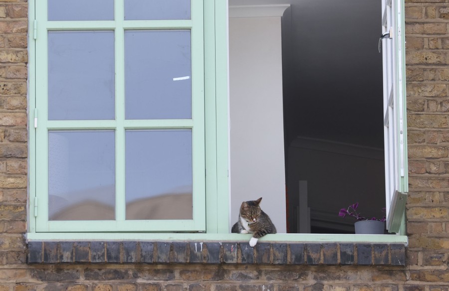 A cat sits on a windowsill, looking outside on a hot day.