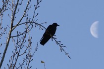 A crow in a tree next to a half-moon.