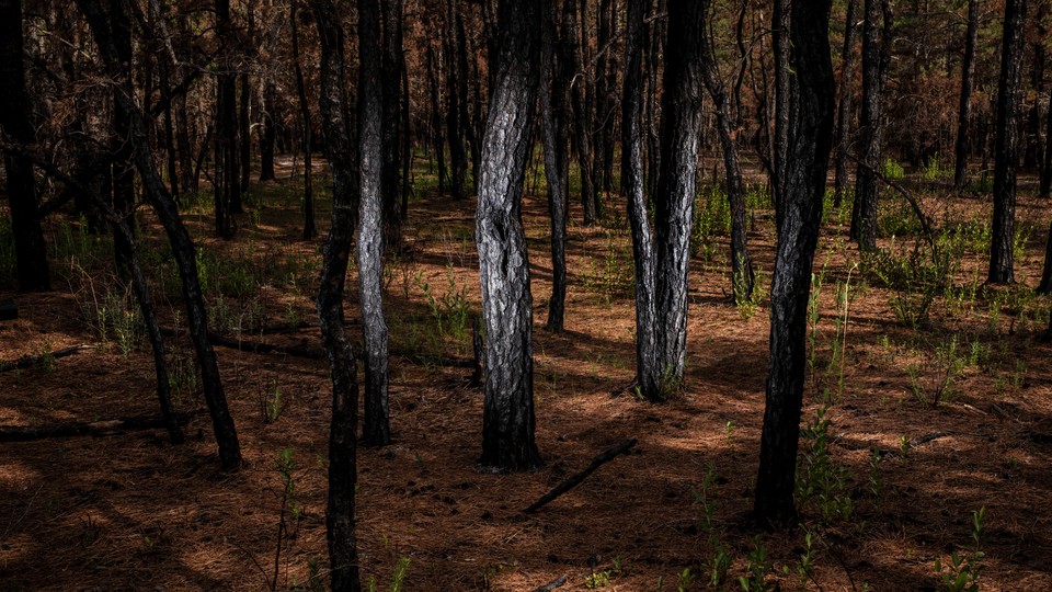 Wharton State Forest, in New Jersey