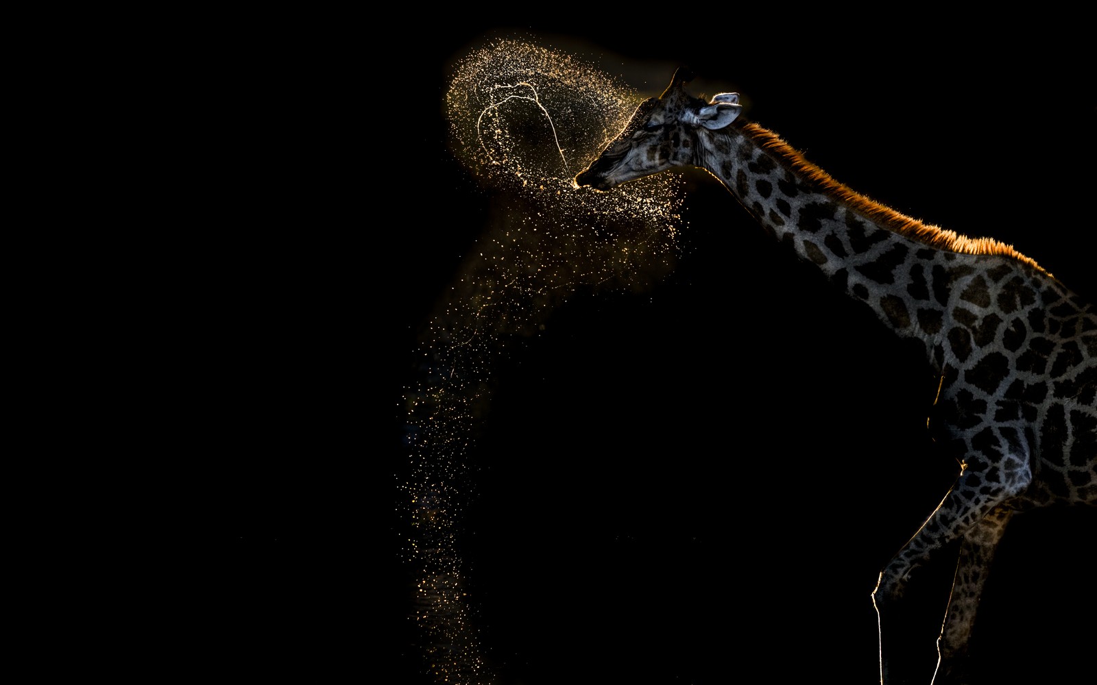 A giraffe spits out a spray of water that glitters, backlit against a dark background.