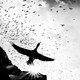 A black-and-white photo of one apparently large bird flying overhead, with dozens of smaller birds flying around above.