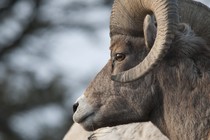 A bighorn sheep in Yellowstone National Park