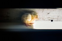 A chick on a conveyor belt