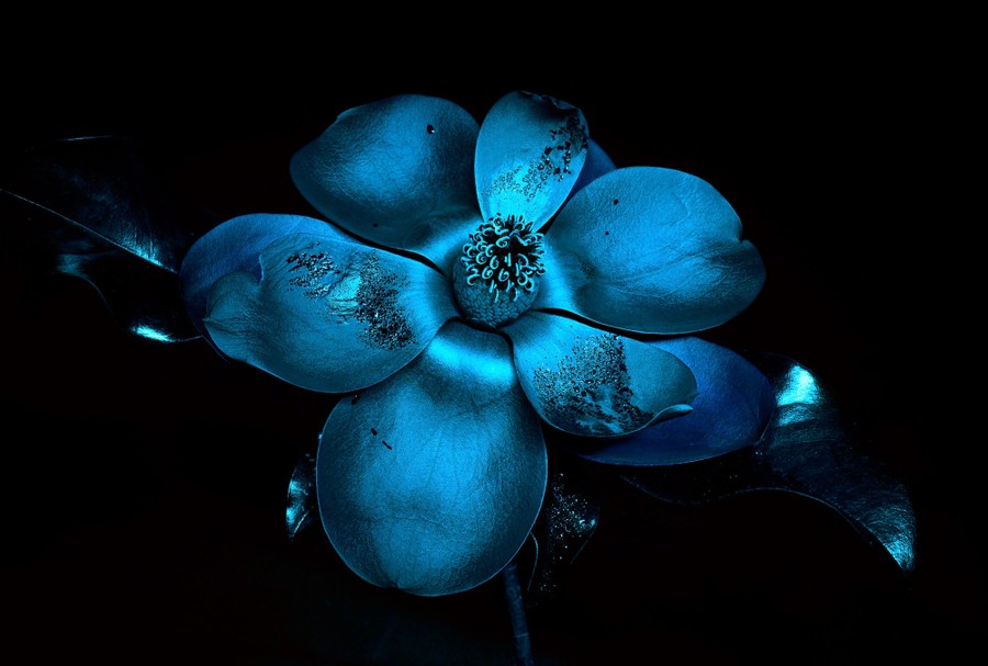 A dark image showing a close view of a blue flower