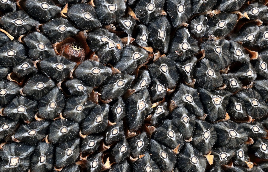 A small spider peers out from a small nook among a cluster of pods, possibly seeds.