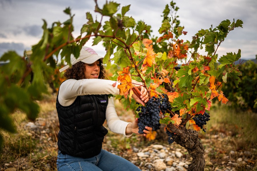 A worker cuts grapes from a vine.