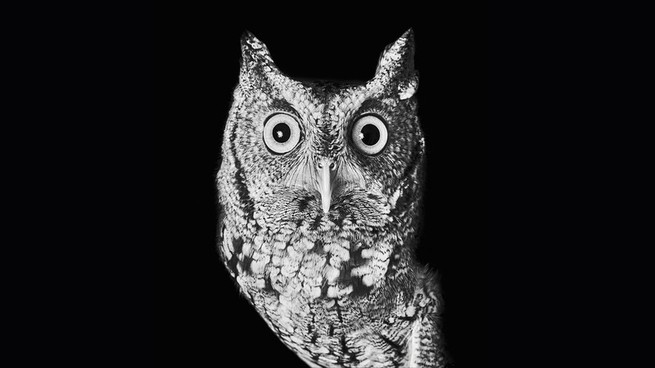 black and white photograph of an eight-inch-tall eastern screech owl