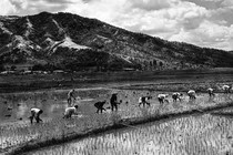 Workers in a rice paddy