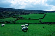 Sheep in a field