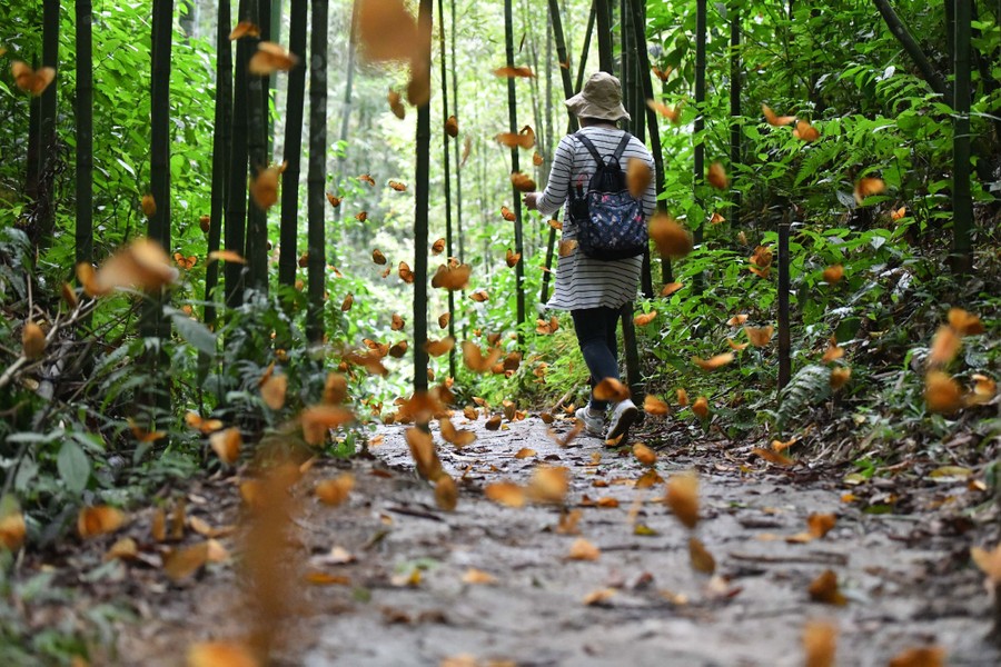 A person walks on a wooded path among dozens of fluttering butterflies.