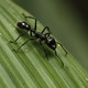 A bullet ant on a leaf