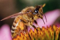 Close-up color photograph of a honeybee perched on a flower