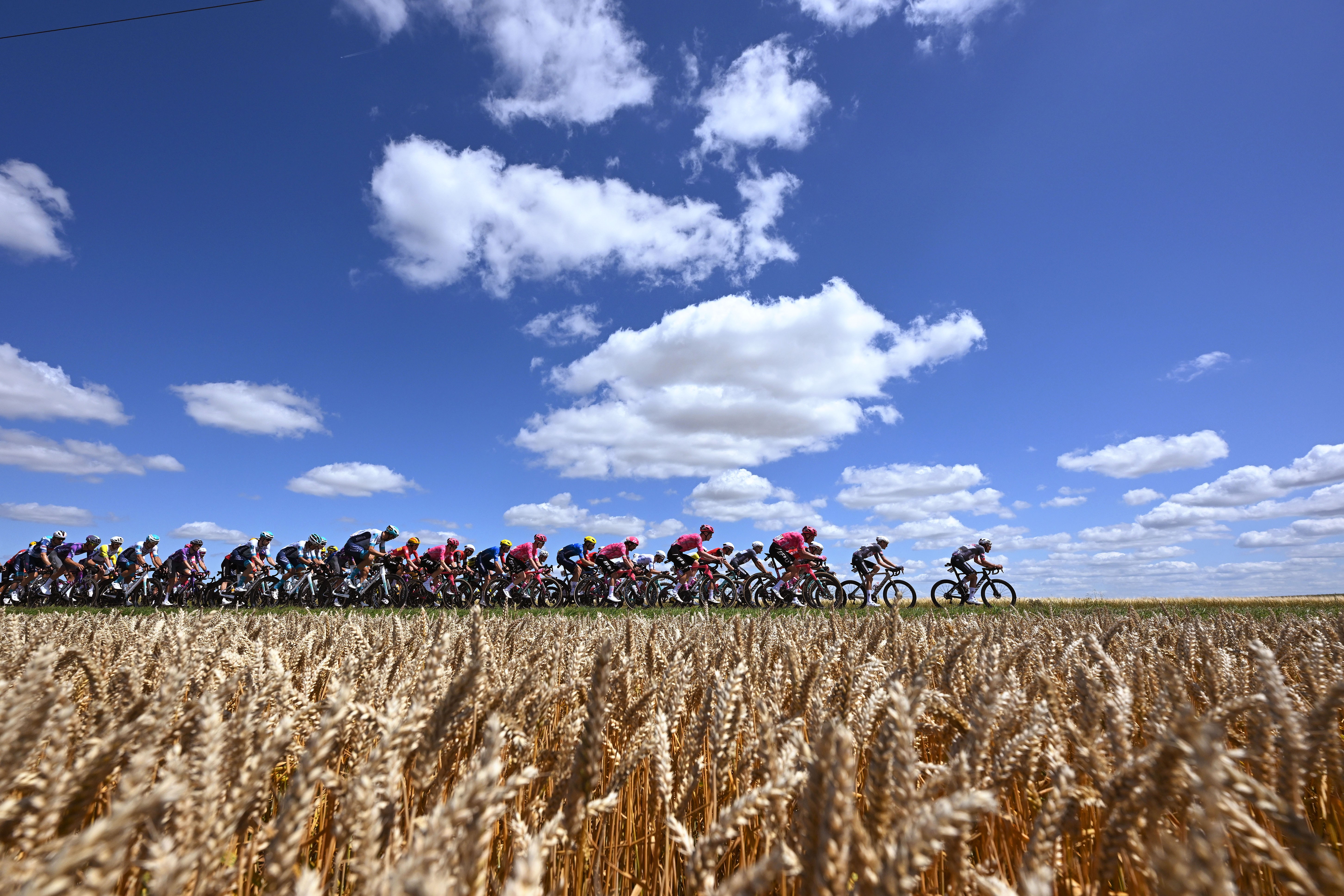 A pack of bicycle riders race along a road through wheat fields.