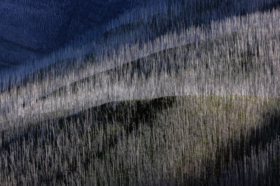 A mountain slope covered with dead trees after a forest fire