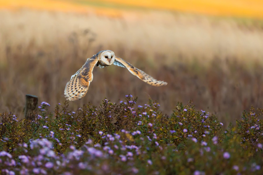 An owl flies low over a flowering field.