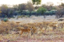 A dingo in a desert field in Australia