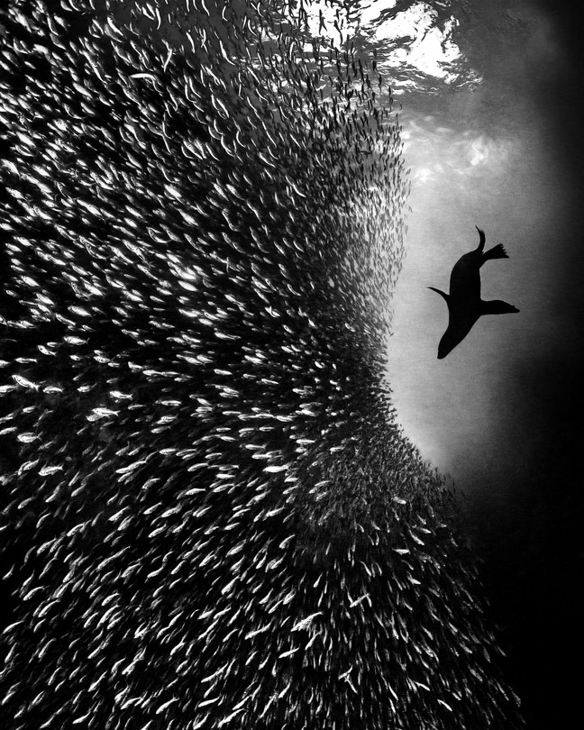A sea lion hunting sardines, seen from below in black-and-white