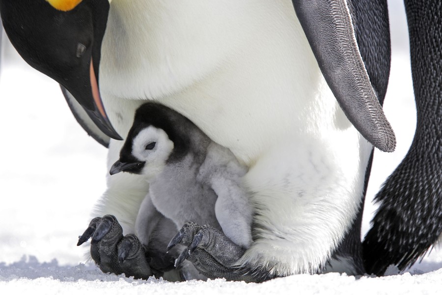 An adult penguin stands on snow, holding a small chick on its feet.