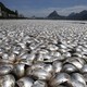 Vast piles of dead fish in Rio de Janeiro