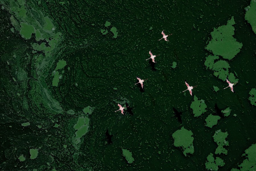 An aerial view of a flock of six flamingos flying over water dotted with floating patches of green algae