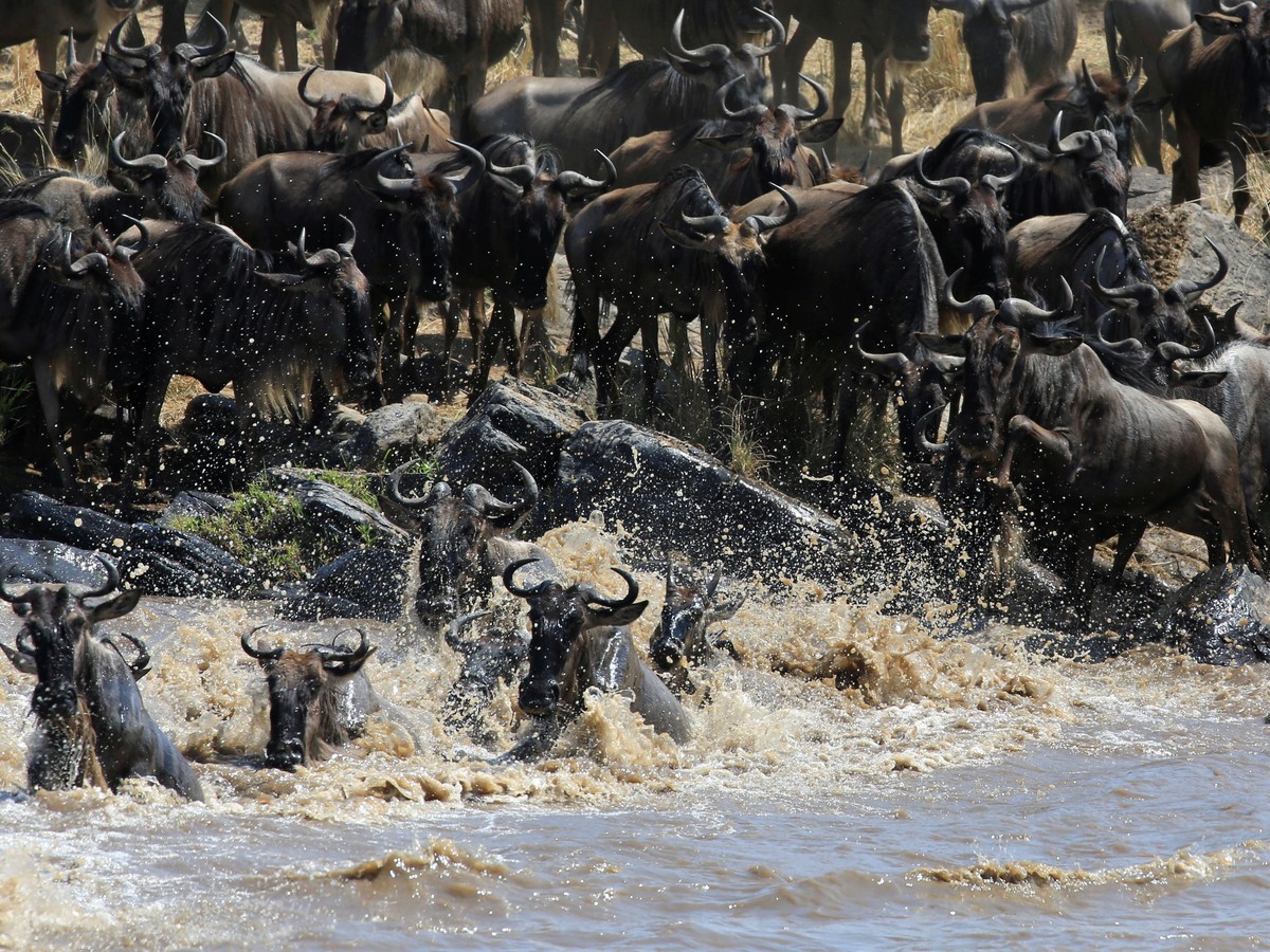 How The Mass Drownings of Wildebeest Feed the Serengeti - The Atlantic