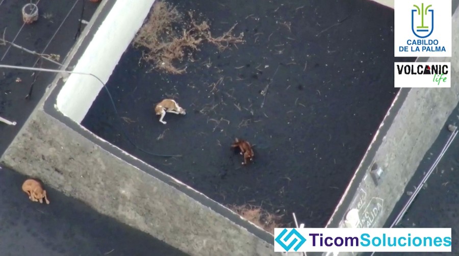 Several dogs are seen in an aerial shot, resting on ash-covered ground.