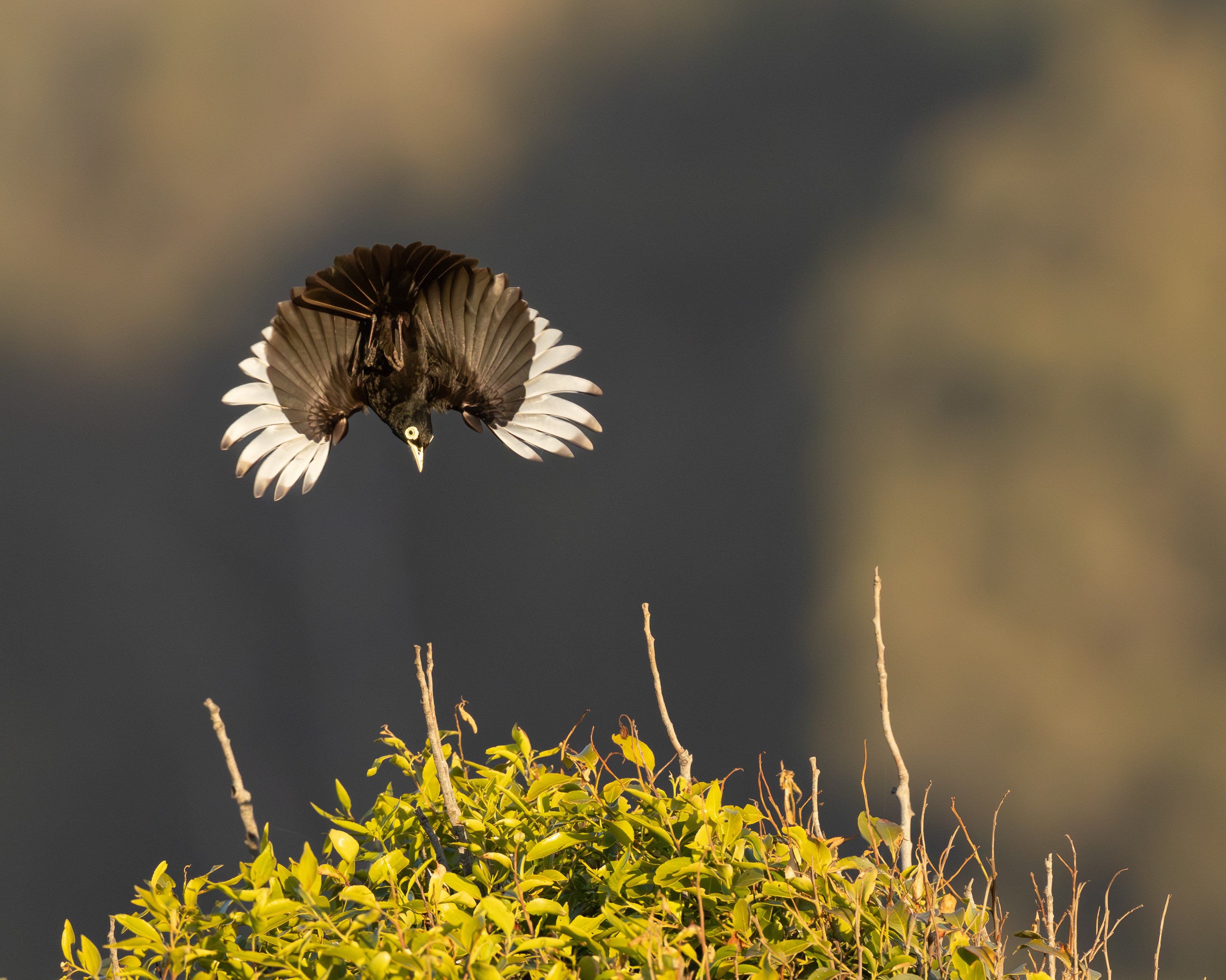A black bird with white wingtip feathers spreads its wings wide while flying above a bush.