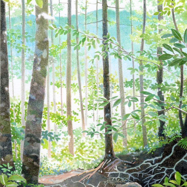 Illustration of a sunny forest