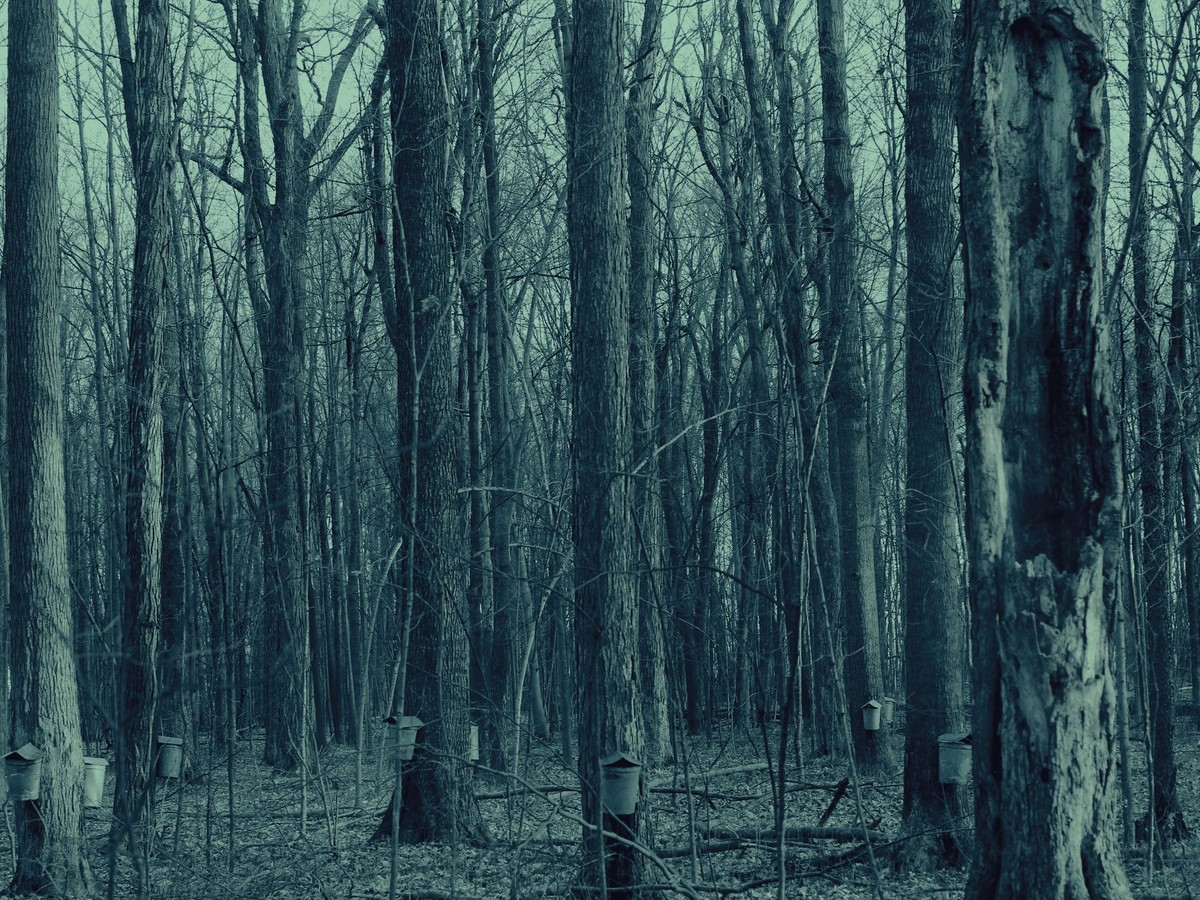 From Our Archives: Ken Cosgrove on Maple-Tapping, 1960 - The ...