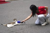 A reporter holds their microphone up to a cat that is lying comfortably on pavement in front of 10 Downing Street in London.