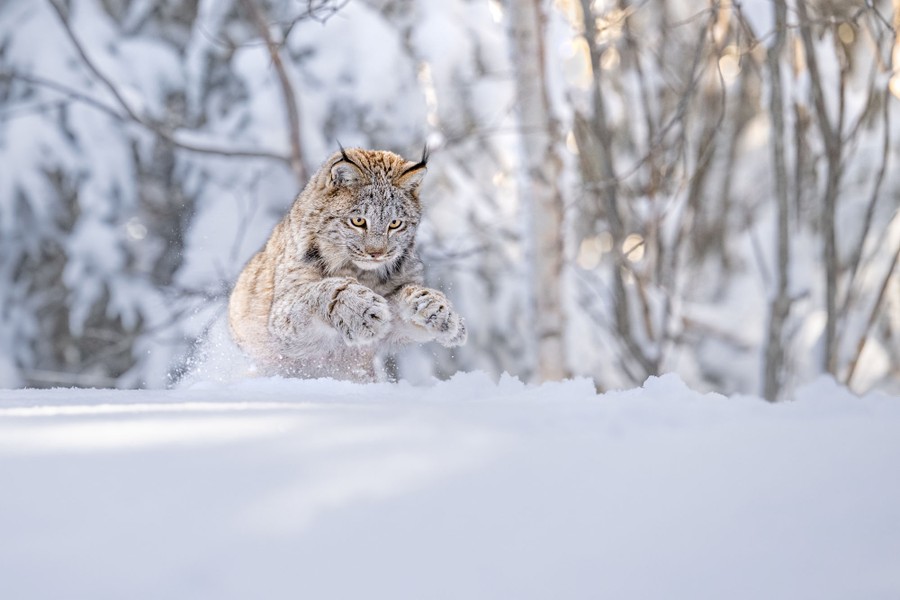 A lynx leaps through a snowy field.
