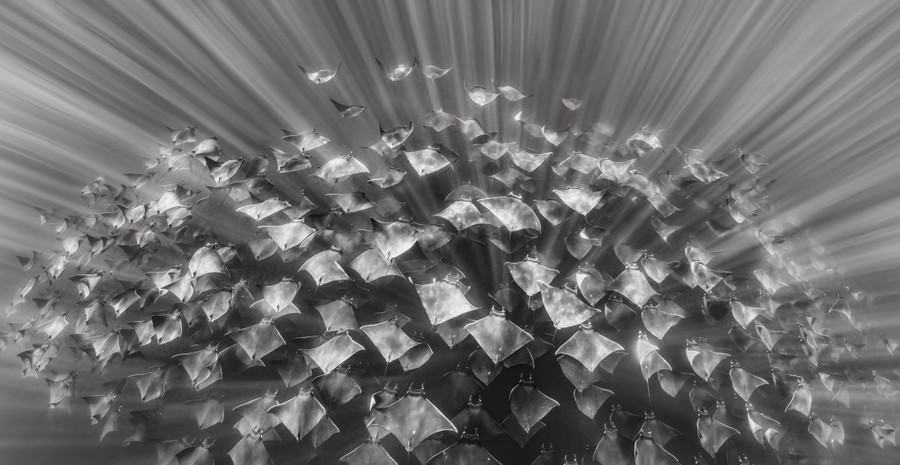 An underwater view of a large grouping of rays swimming together, surrounded by rays of sunshine filtering through the water.