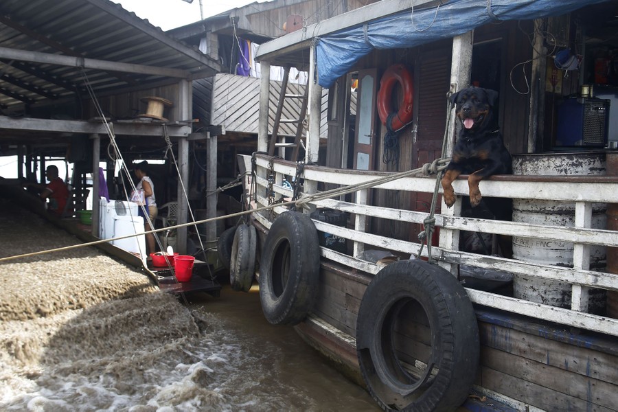 A dog perches on the railing of a vessel beside a dredge in operation.