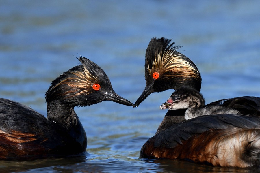 The 2020 Audubon Photography Awards - The Atlantic