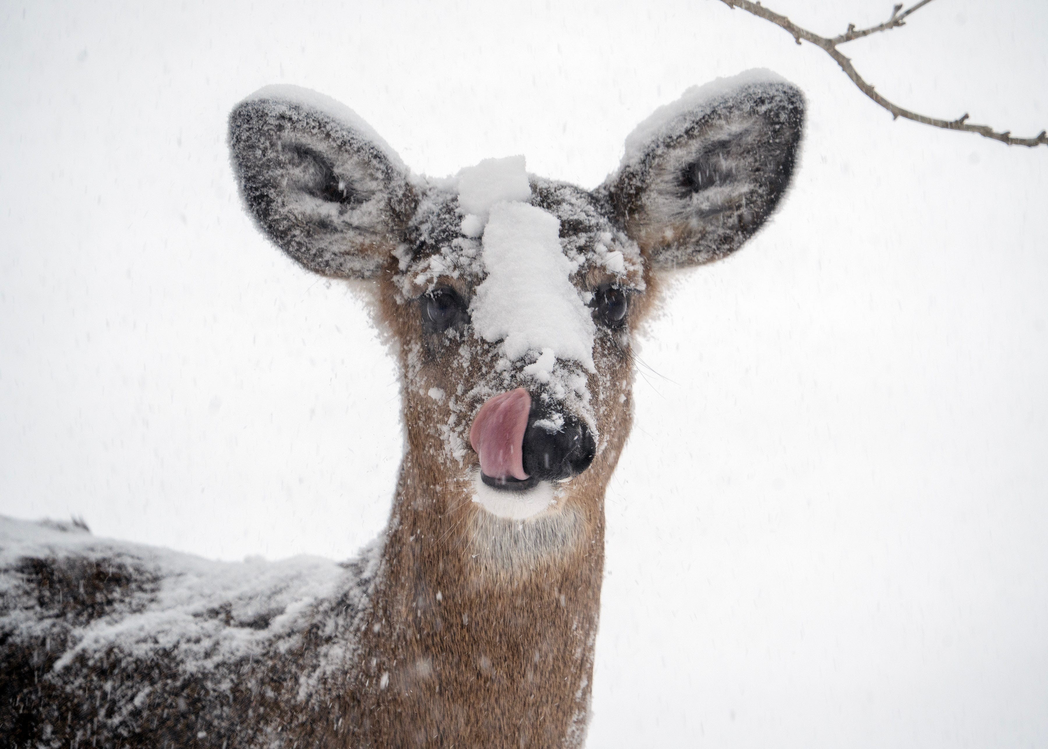 A deer covered in snow licks its lips.