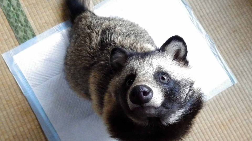 Japanese deals raccoon dog