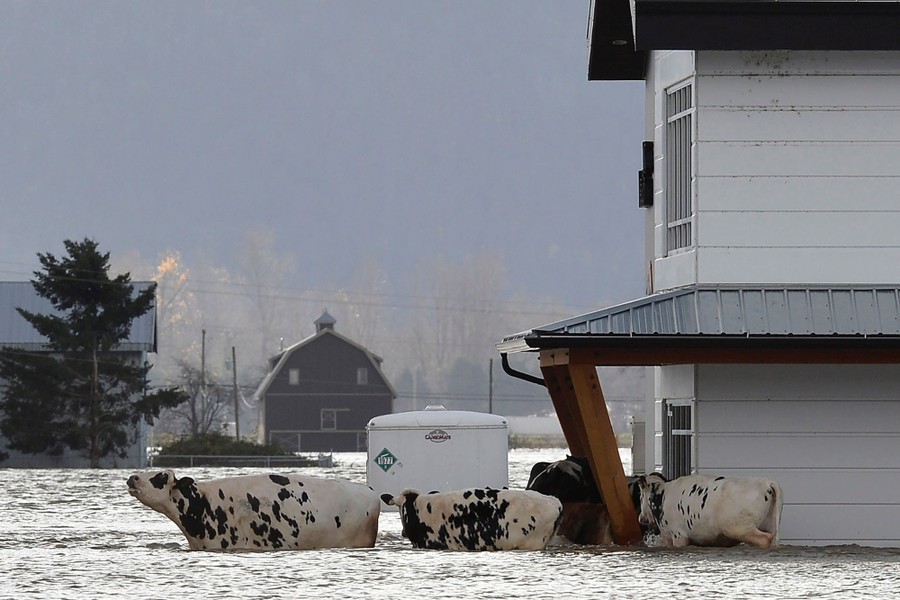 Several cows wade through floodwater near a barn.