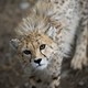 An Asiatic cheetah in Tehran