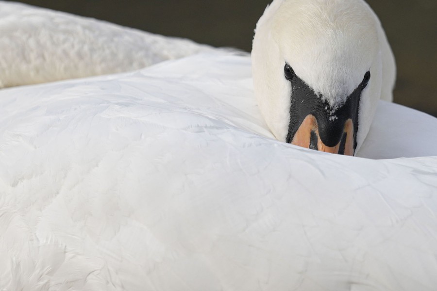 A close view of a swan with its head resting on its body.