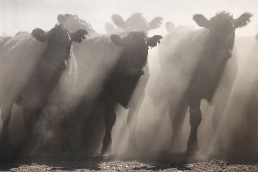 Several cows stand together, casting shadows through dusty air.